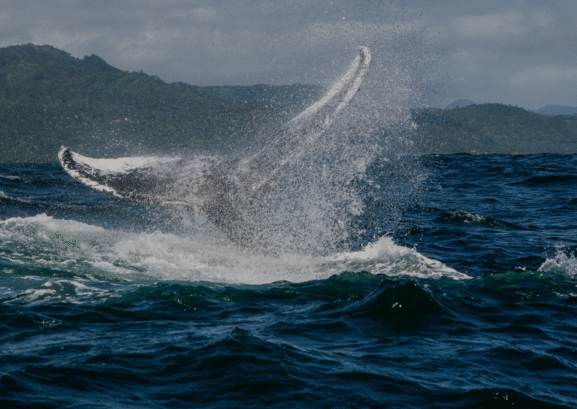 whale tail in the sea