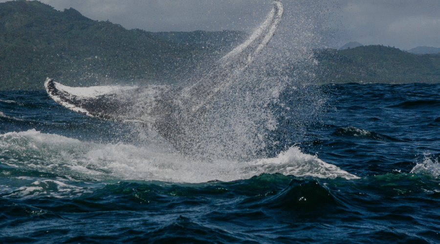 The Whale Watching excursion in Samaná, a Outstanding tour!