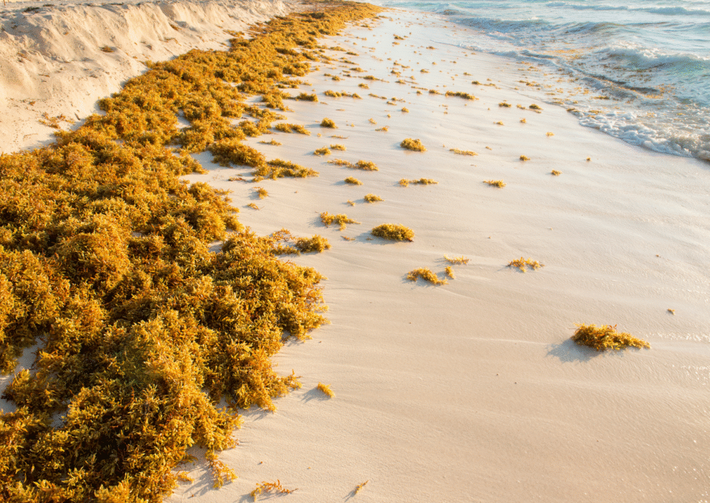 Current image: sargassum in beach