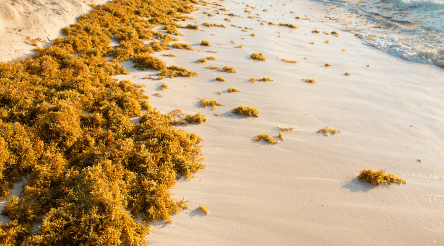 Sargassum Seaweed in Punta Cana: What Tourists Should Know