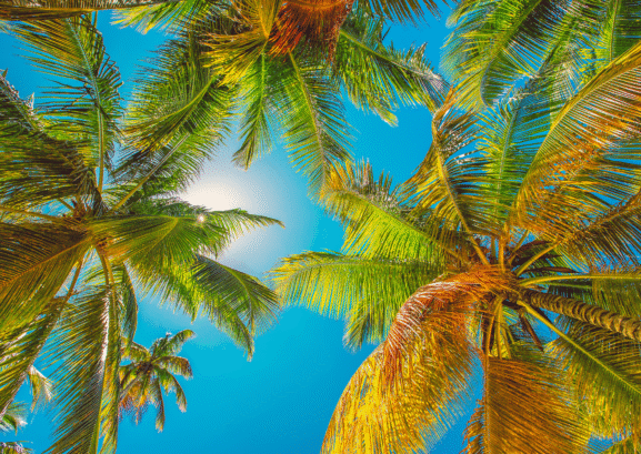 palm tree vegetation