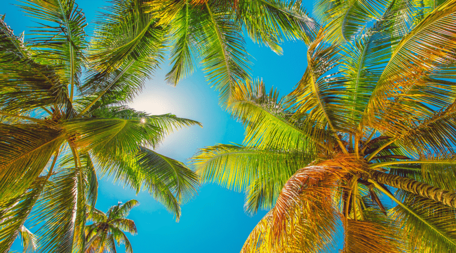 Punta Cana Flora Guide – Discover the Amazing Tropical Plant Life