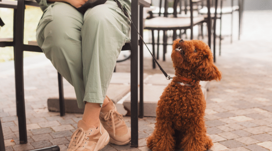 How to Travel to Punta Cana with a Dog? Discover the Best Pet-Friendly Hotels in 2025