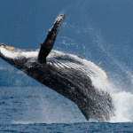 The current image has no alternative text. The file name is: whales.png