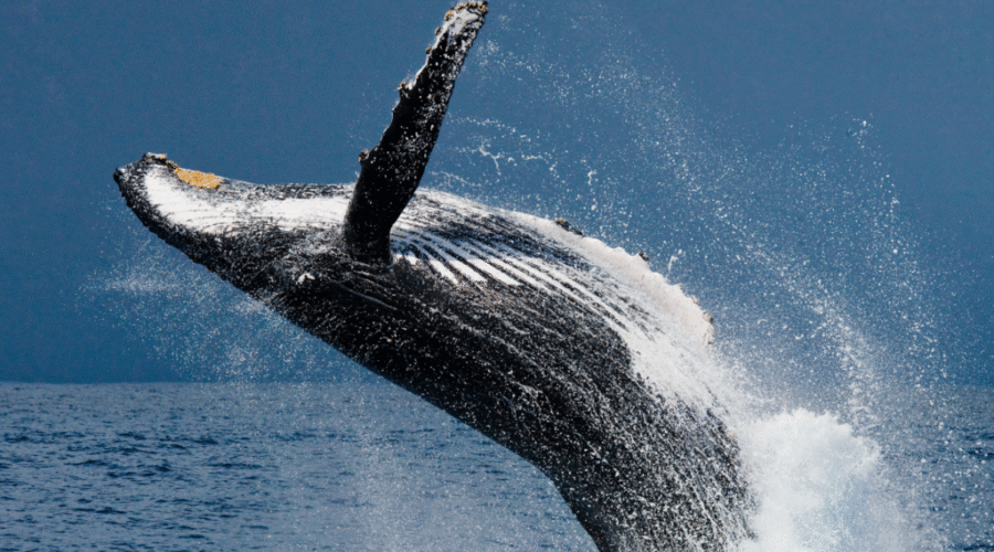 Whale Watching in Punta Cana: How to Book the Best Tours This Season (2025)